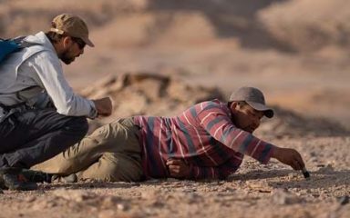 Fossilien von Dinosauriern in der Mongolei