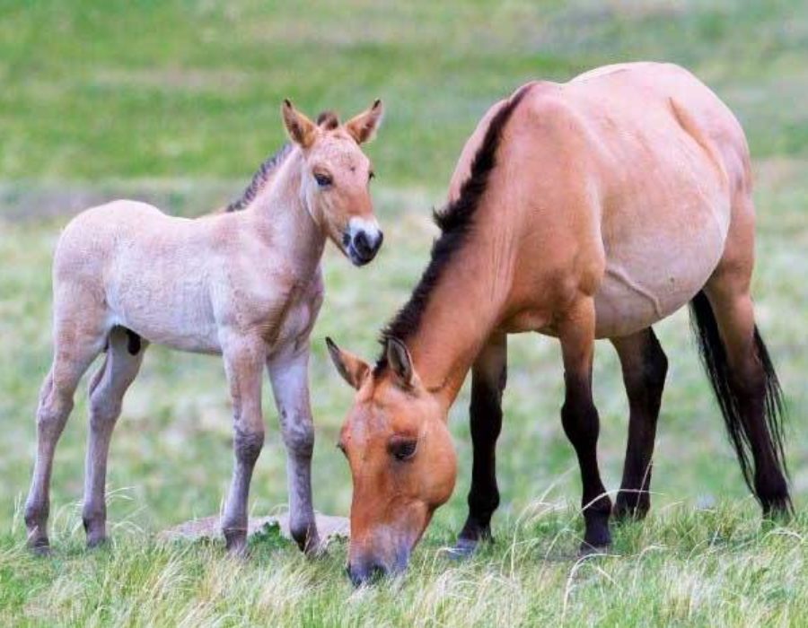 Reservat Przewalski Wildpferde in Chustai Nuruu Nationalpark