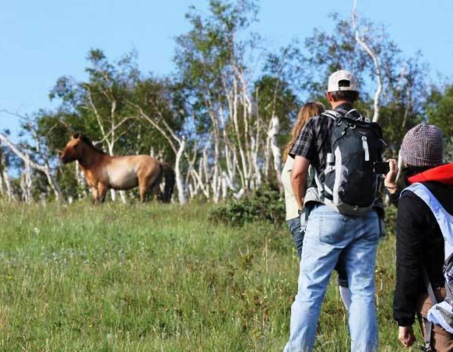 Reservat Przewalski Wildpferde in Chustai Nuruu Nationalpark