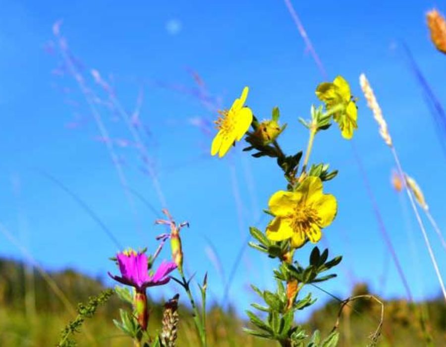 Blumen im Gorchi Tereldsch Nationalpark