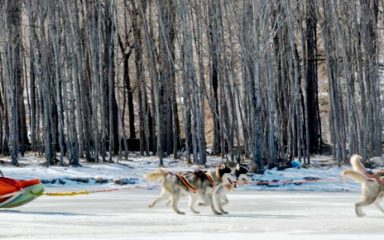 Hundeschlitten & Schlittenhundefahrt in der Mongolei
