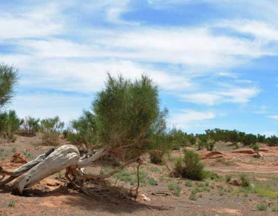 Wüste Gobi
