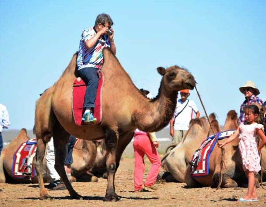 Kamelreiten in Wüste Gobi, Mongolei