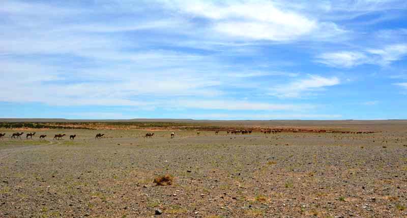 Wüste Gobi reisen