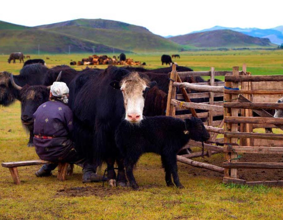 Nomaden der Mongolei