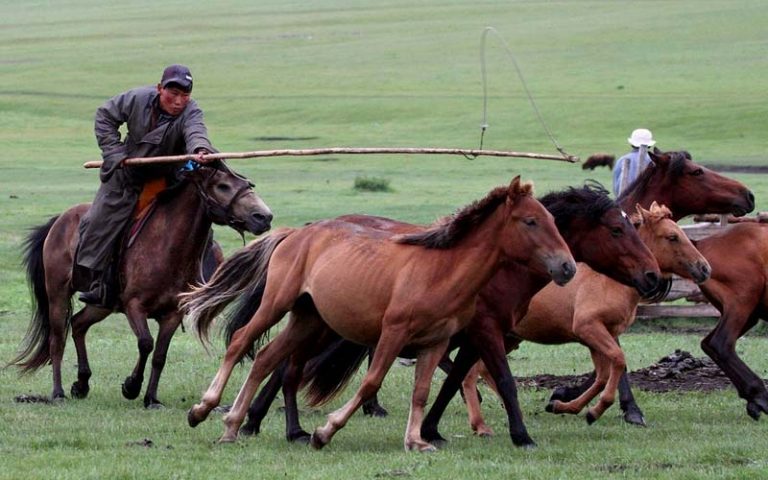 MONGOLISCHES PFERD