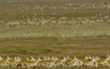 10 MONGOLISCHE  WILD TIERE ARTEN