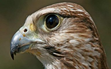 Mongolische National Vogel /Saker Falken/