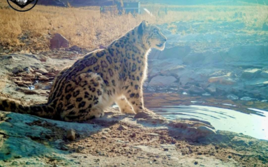 Das Lebensraumgebiet des Schneeleoparden in der Wüste Gobi wird zum UNESCO-Biosphärenreservat erklärt